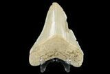 Serrated, Fossil Megalodon Tooth - Aurora, North Carolina #176574-2